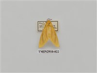 藏品(夜蛾3)的圖片